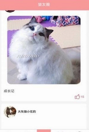 爱猫咪