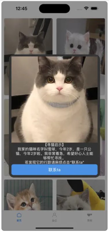 寻猫启示录