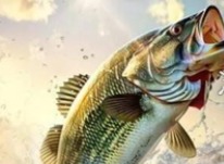 欢乐钓鱼大师锦标赛高分技巧 欢乐钓鱼大师锦标赛怎么得高分