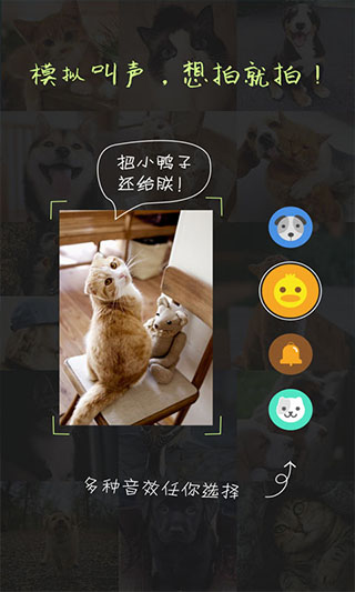 萌宠相机app