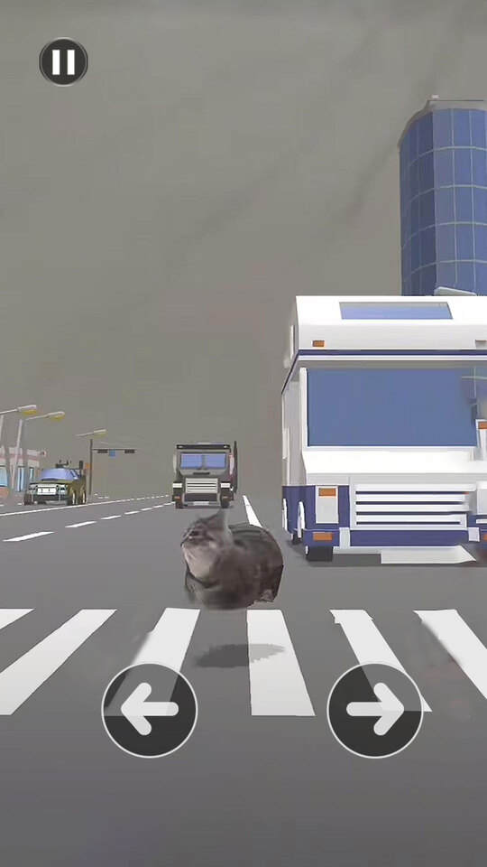 小猫爱冒险